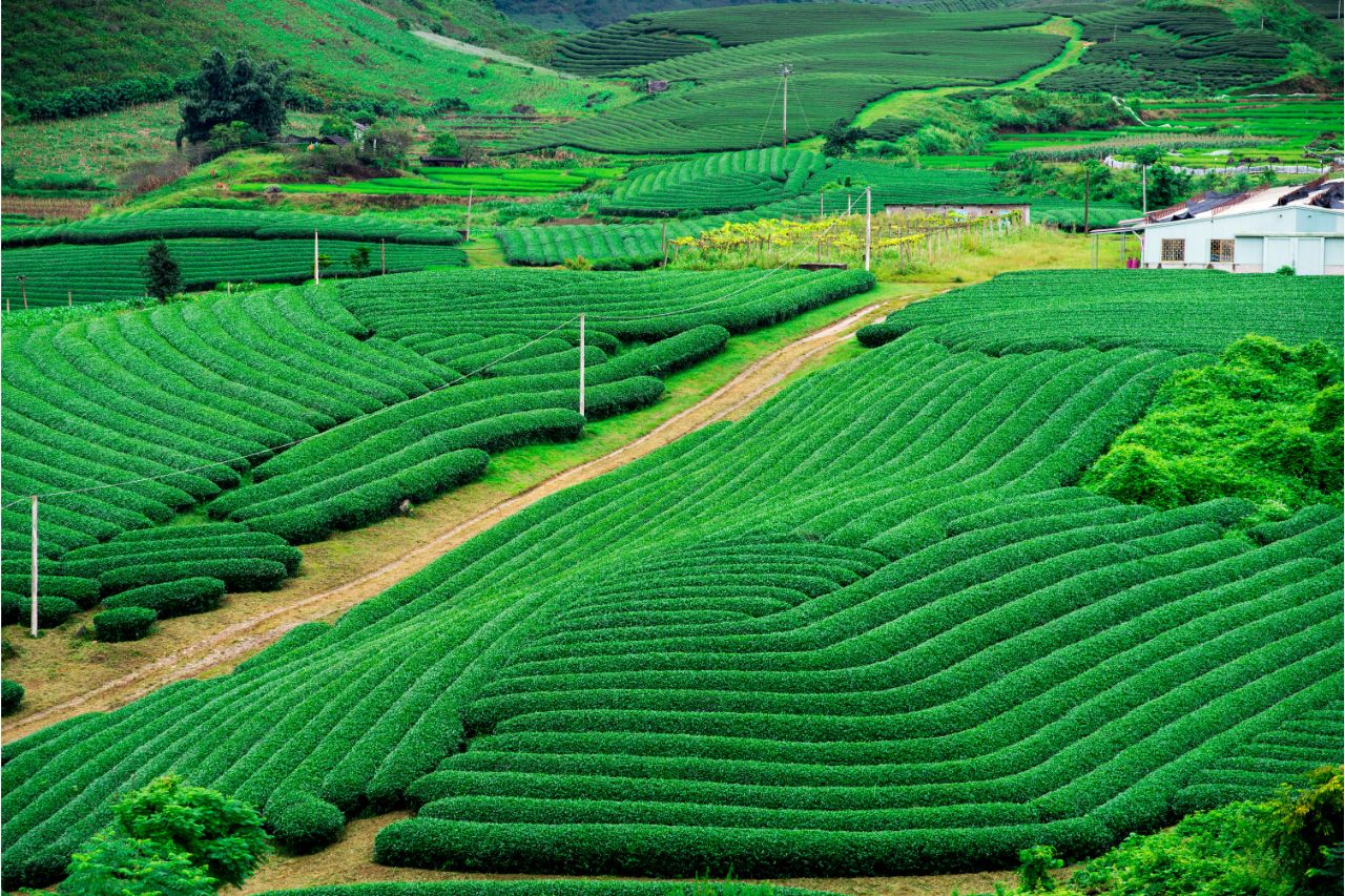 MOC CHAU HIGHLAND VIETNAM