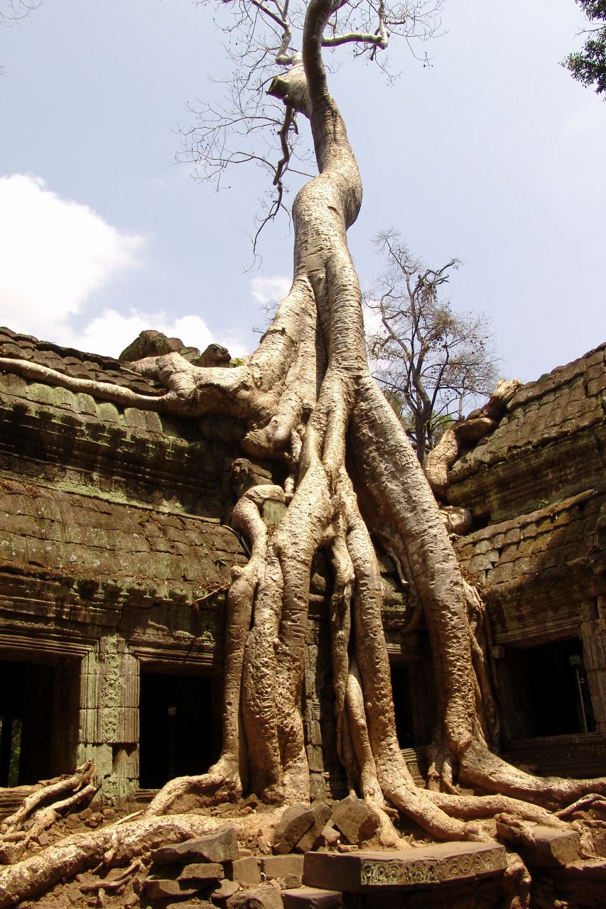 Ta Prohm Temple Angkor Siem Reap Cambodia