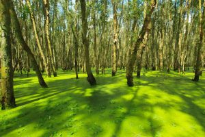 Tra Su Mangrove Forest Mekong River Delta Vietnam (3)