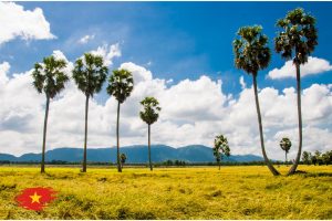 Rice filed in Mekong Delta Vietnam