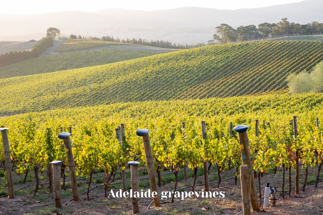 Adelaide grapevines