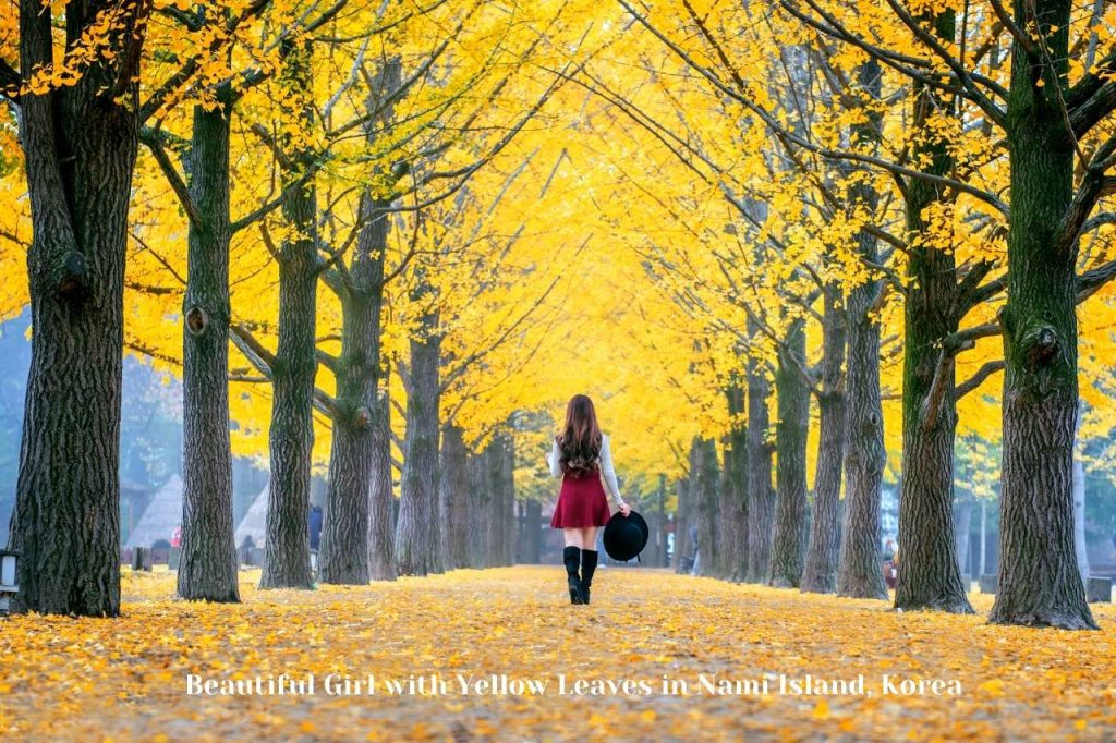 Beautiful Girl with Yellow Leaves in Nami Island, Korea
