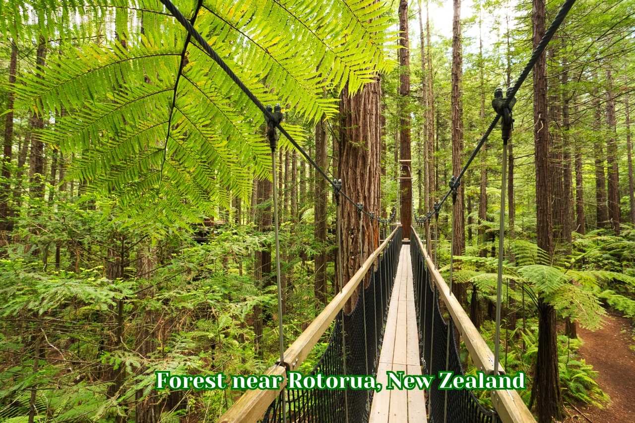  Forest near Rotorua, New Zealand