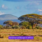 Savanna Landscape in Africa