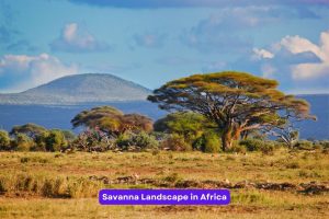 Savanna Landscape in Africa