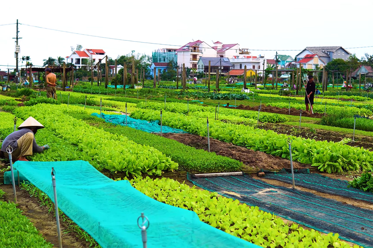 tra que vegetable villa hoi an vietnam